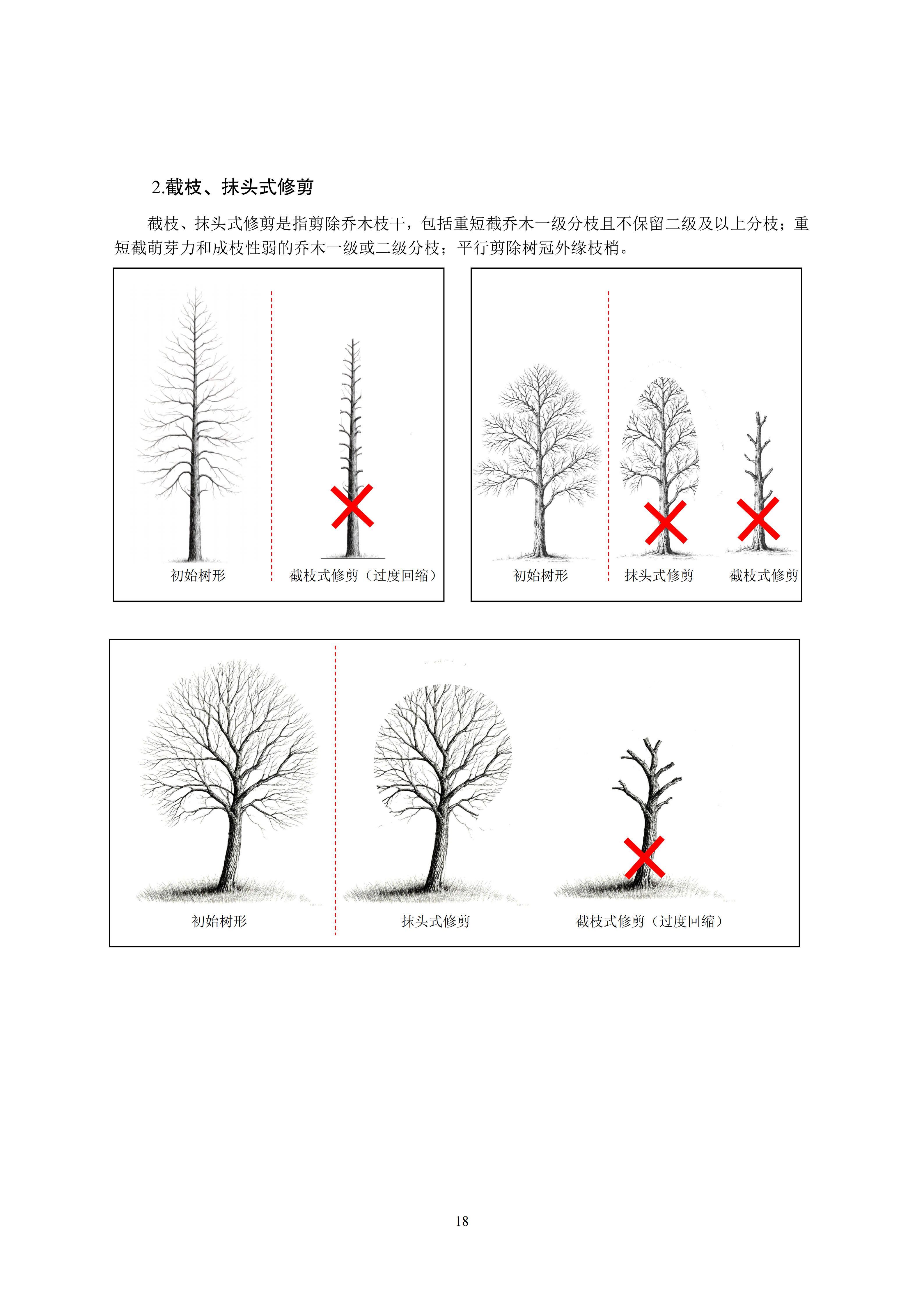 关于印发《成都市绿化乔木修枝技术导则（试行）》的通知（全）_21