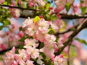 春天，一起赏花花花